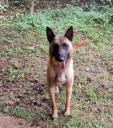 Cachorro raça Pastor Alemão idade 2 anos nome Sniper