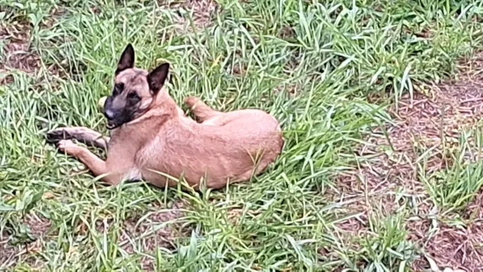 Cachorro raça Pastor Alemão idade 2 anos nome Sniper