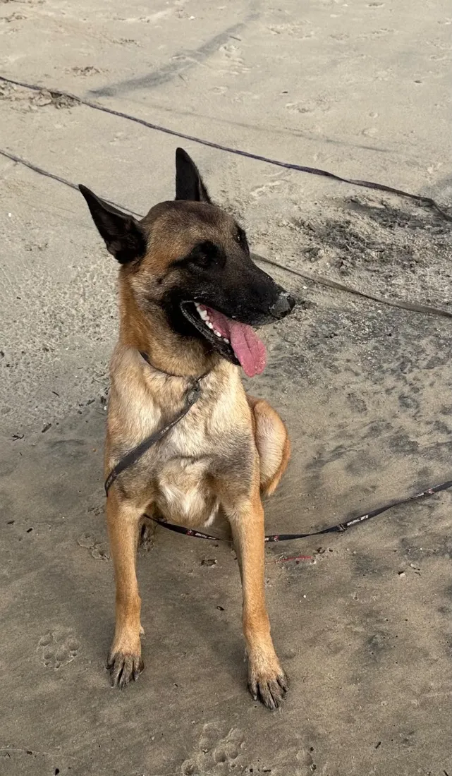 Cachorro raça Pastor Alemão idade 2 anos nome Sniper