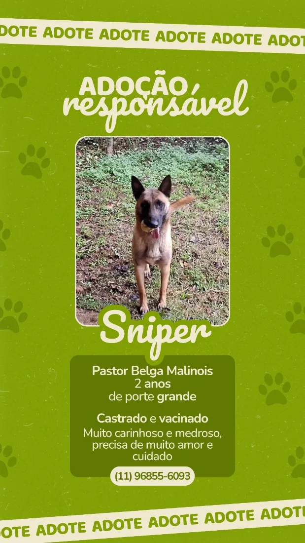 Cachorro raça Pastor Alemão idade 2 anos nome Sniper