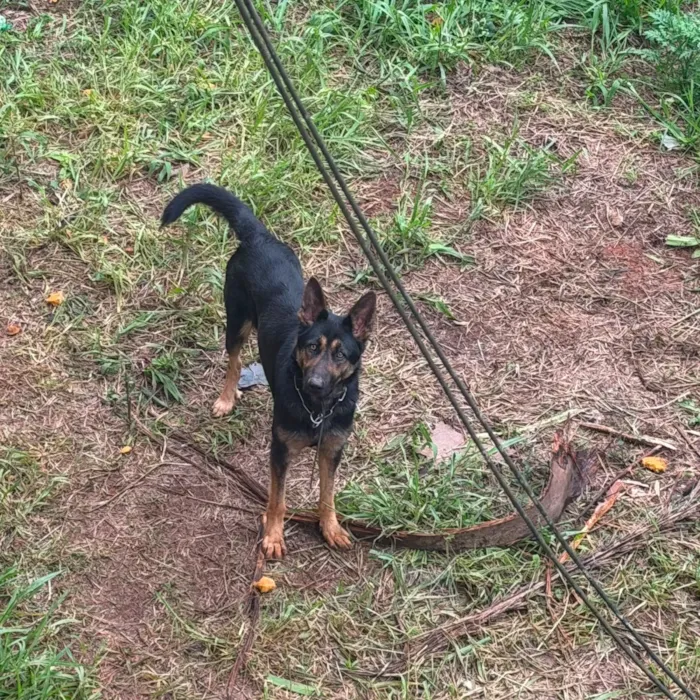 Cachorro raça Pastor Alemão idade 2 anos nome Cristal