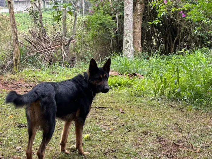 Cachorro raça Pastor Alemão idade 2 anos nome Cristal