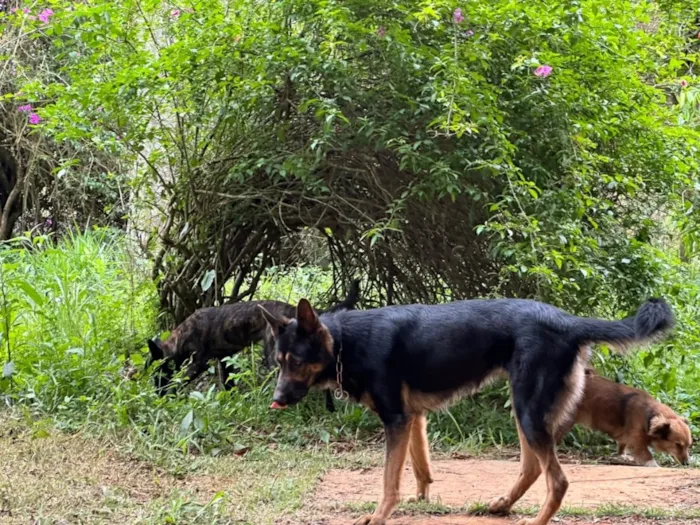 Cachorro raça Pastor Alemão idade 2 anos nome Cristal