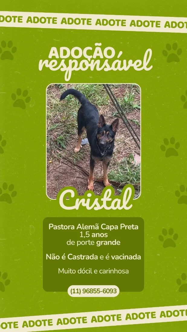 Cachorro raça Pastor Alemão idade 2 anos nome Cristal