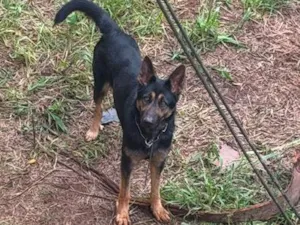 Cachorro raça Pastor Alemão idade 2 anos nome Cristal