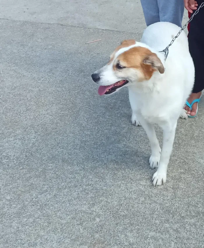Cachorro raça SRD-ViraLata idade 4 anos nome mel