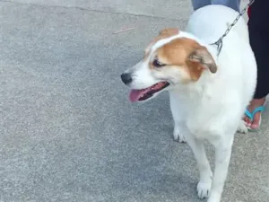 Cachorro raça SRD-ViraLata idade 4 anos nome mel