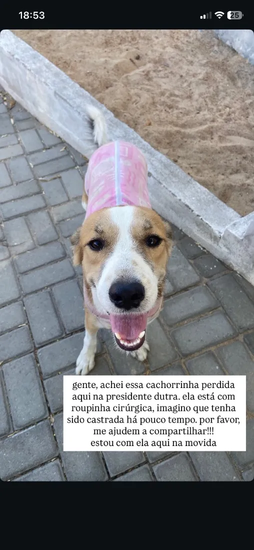 Cachorro raça SRD-ViraLata idade 1 ano nome Não reconhecido