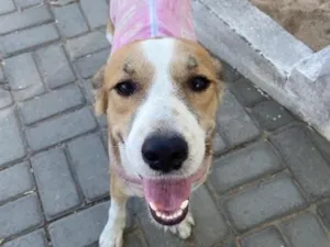 Cachorro raça SRD-ViraLata idade 1 ano nome Não reconhecido