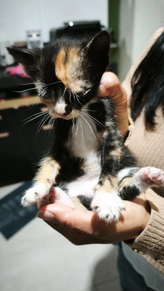 Gato raça SRD-ViraLata idade Abaixo de 2 meses nome não tem 