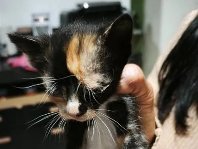 Gato raça SRD-ViraLata idade Abaixo de 2 meses nome não tem 