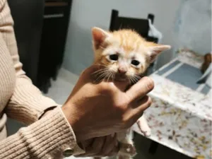 Gato raça SRD-ViraLata idade 2 a 6 meses nome não tem 