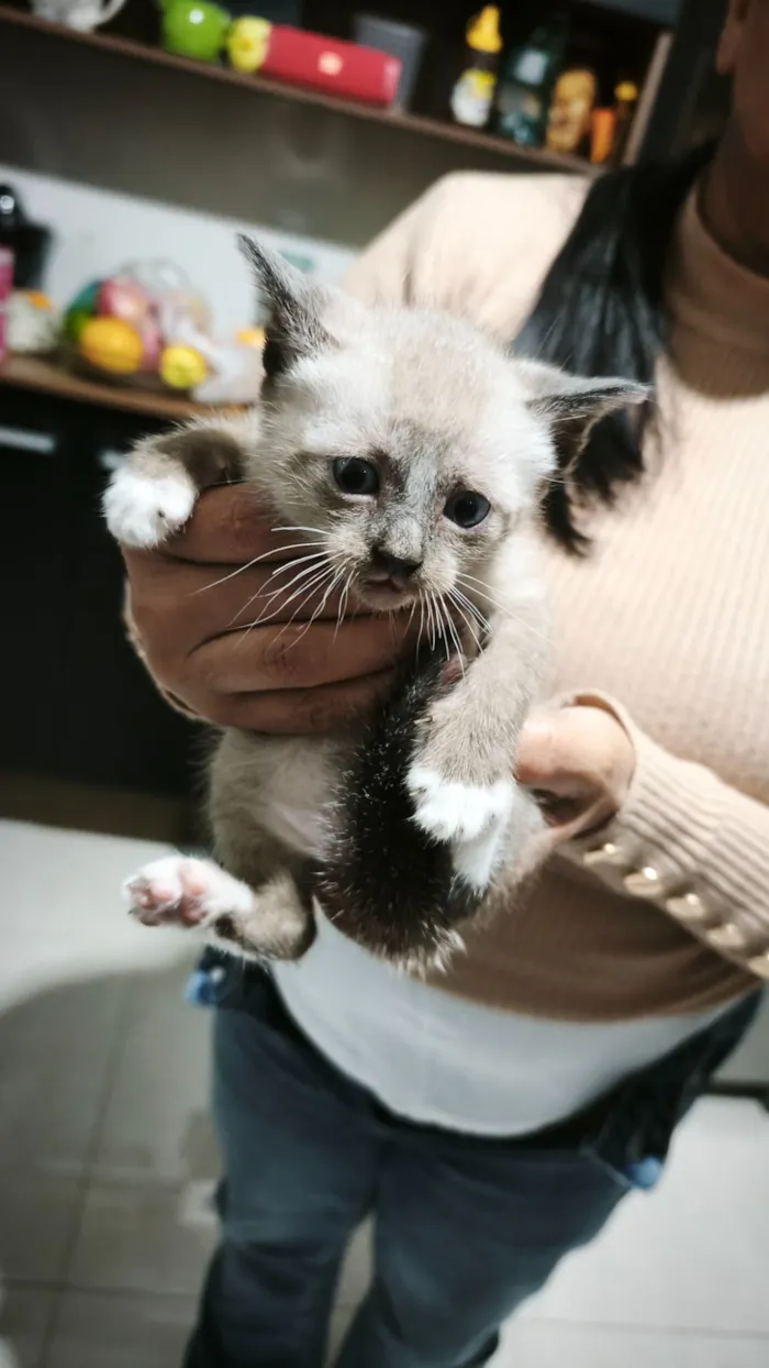Gato raça SRD-ViraLata idade Abaixo de 2 meses nome não tem 