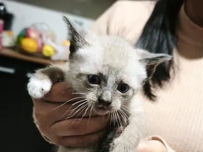 Gato raça SRD-ViraLata idade Abaixo de 2 meses nome não tem 
