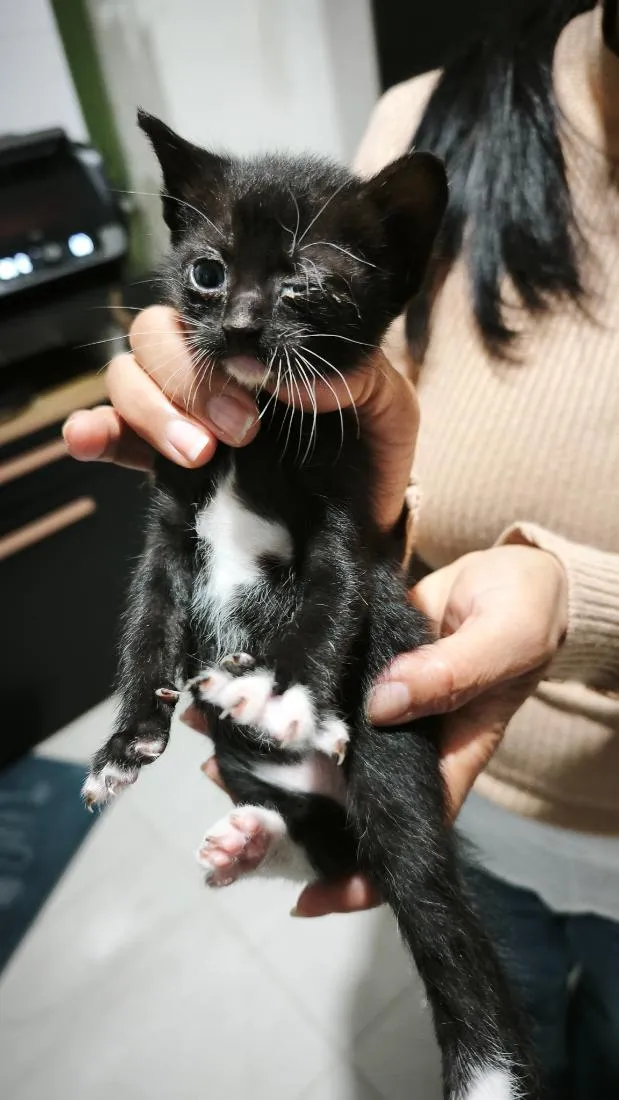 Gato raça SRD-ViraLata idade Abaixo de 2 meses nome não tem 