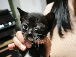 Gato raça SRD-ViraLata idade Abaixo de 2 meses nome não tem 