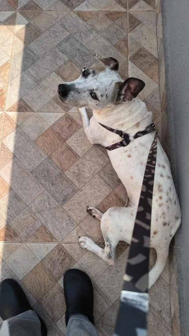 Cachorro raça SRD-ViraLata idade 4 anos nome Vitória 
