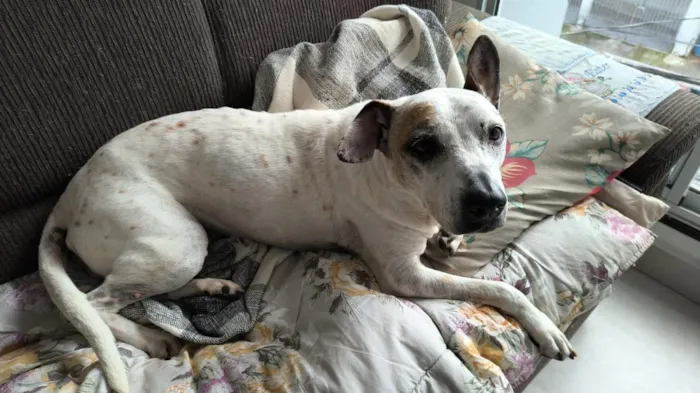Cachorro raça SRD-ViraLata idade 4 anos nome Vitória 