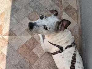 Cachorro raça SRD-ViraLata idade 4 anos nome Vitória 