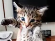 Lindos felinos!!