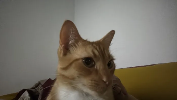 Gato raça SRD-ViraLata idade 4 anos nome Luffy