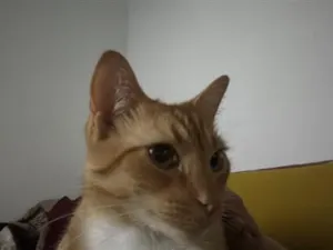 Gato raça SRD-ViraLata idade 4 anos nome Luffy