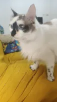 Ayu
