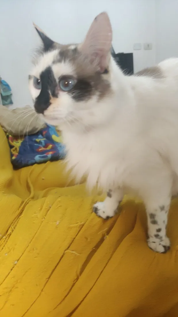 Gato raça Siamês idade 4 anos nome Ayu