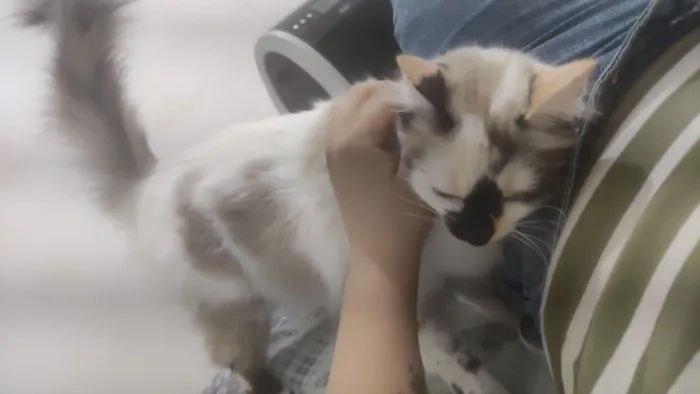 Gato raça Siamês idade 4 anos nome Ayu