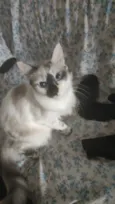 Ayu
