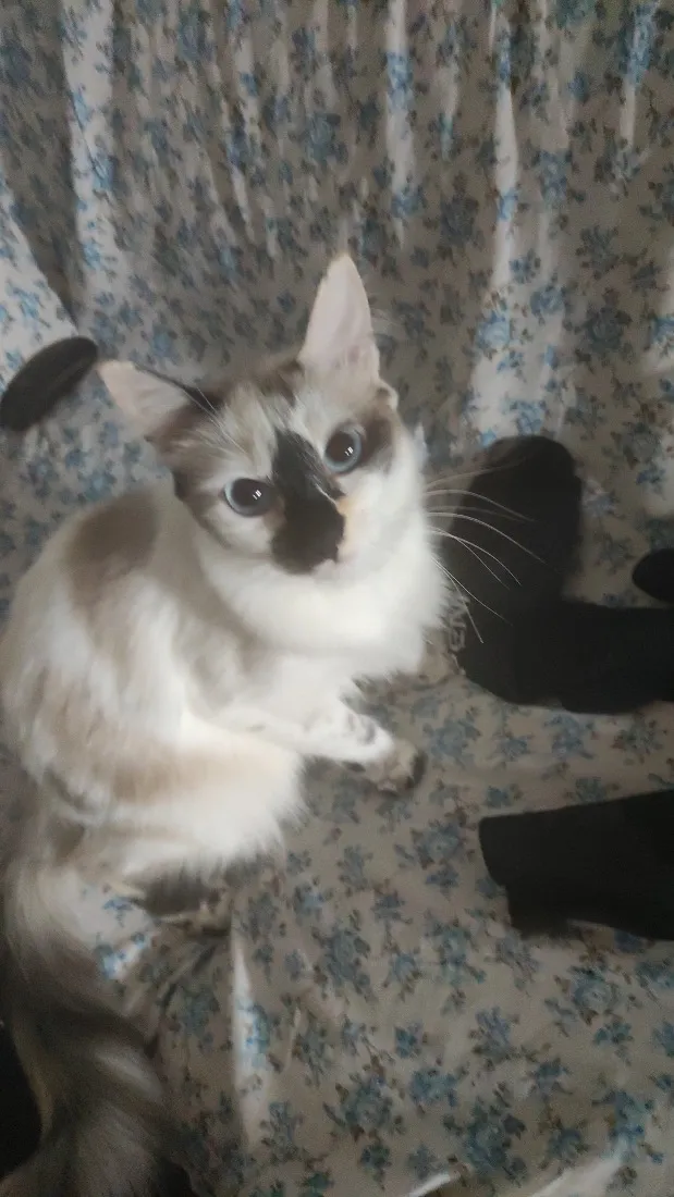 Gato raça Siamês idade 4 anos nome Ayu