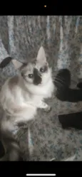 Ayu