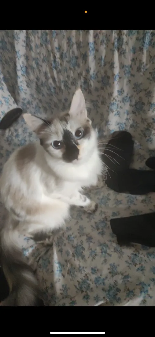 Gato raça Siamês idade 4 anos nome Ayu