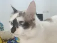 Ayu