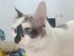 Gato raça Siamês idade 4 anos nome Ayu