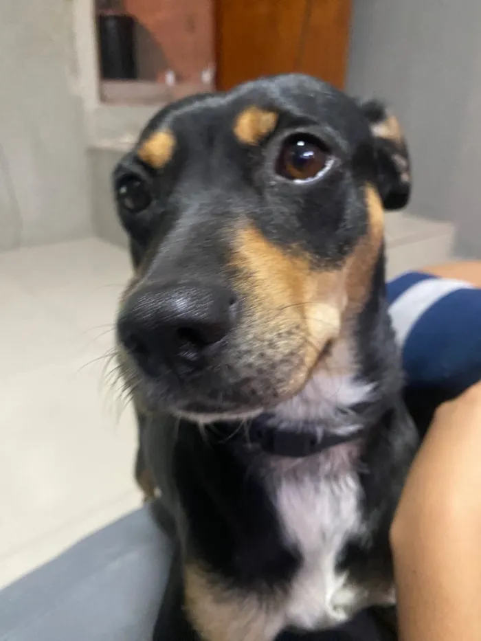Cachorro raça SRD-ViraLata idade 4 anos nome Isadora