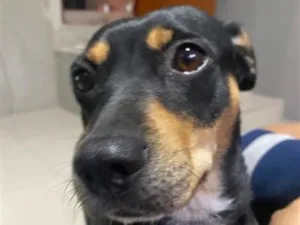 Cachorro raça SRD-ViraLata idade 4 anos nome Isadora