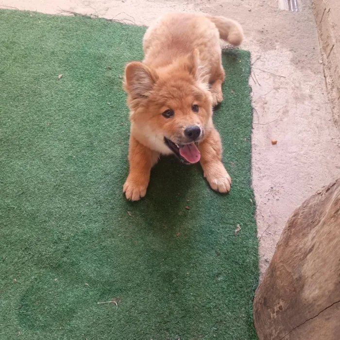 Cachorro raça SRD-ViraLata idade 2 a 6 meses nome Pitty