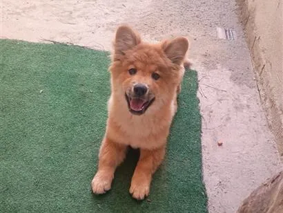 Cachorro raça SRD-ViraLata idade 2 a 6 meses nome Pitty