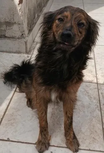 Cachorro raça SRD-ViraLata idade 3 anos nome Não tem.