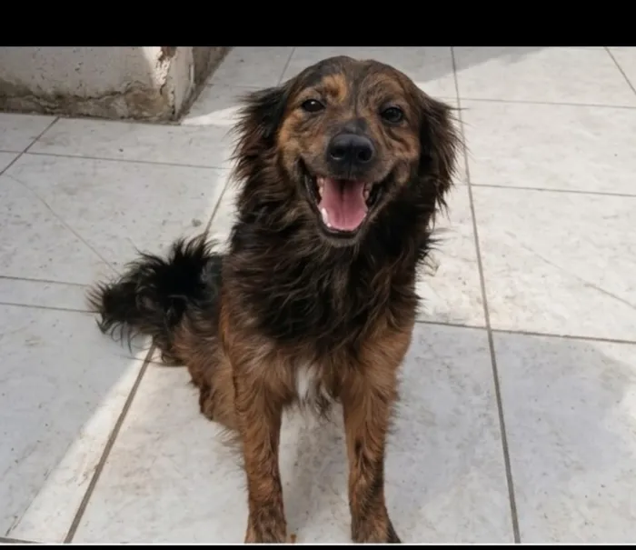 Cachorro raça SRD-ViraLata idade 3 anos nome Não tem.
