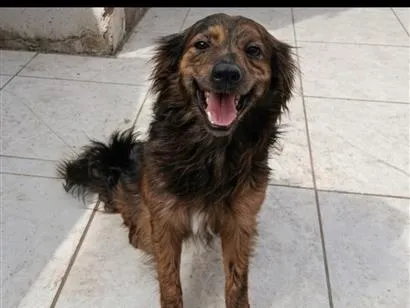 Cachorro raça SRD-ViraLata idade 3 anos nome Não tem.
