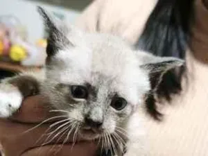 Gato raça SRD-ViraLata idade Abaixo de 2 meses nome não tem 