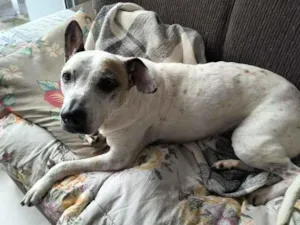 Cachorro raça SRD-ViraLata idade 4 anos nome Vitória 