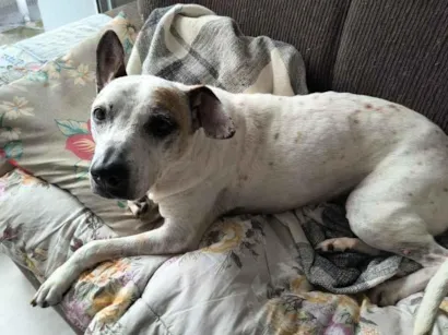 Cachorro raça SRD-ViraLata idade 4 anos nome Vitória 