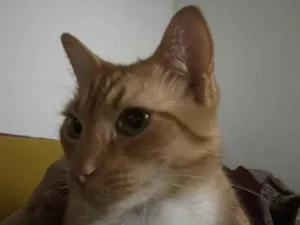 Gato raça SRD-ViraLata idade 4 anos nome Luffy