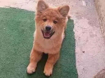 Cachorro raça SRD-ViraLata idade 2 a 6 meses nome Pitty