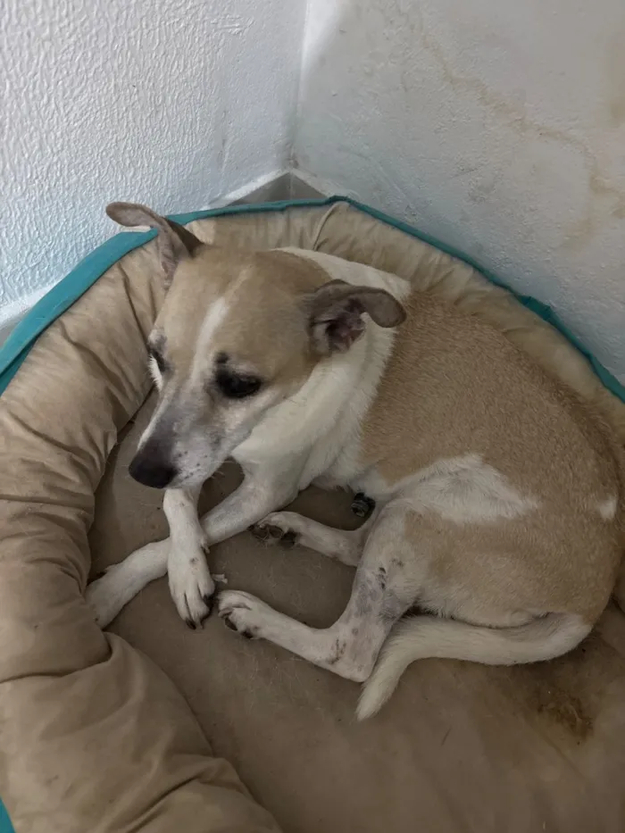 Cachorro raça SRD-ViraLata idade 3 anos nome Celine 