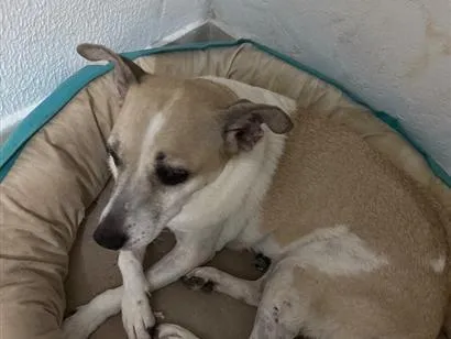 Cachorro raça SRD-ViraLata idade 3 anos nome Celine 