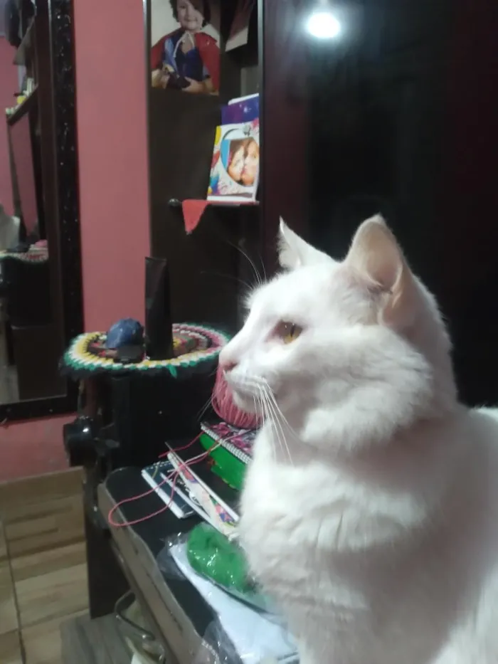 Gato raça SRD-ViraLata idade 5 anos nome Charlie